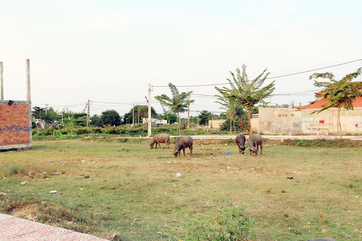 Lô đất được bán từ năm 2019 đến nay chưa được xây dựng