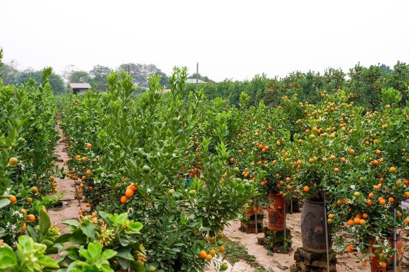 Vườn quất tại phường Tứ Liên, quận Tây Hồ, Hà Nội Vườn quất tại phường Tứ Liên, quận Tây Hồ, Hà Nội