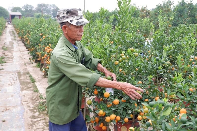 Ông Thuỷ, chủ vườn quất tại khu vực Tứ Liên đang chăm sóc vườn quất của mình Ông Thuỷ, chủ vườn quất tại khu vực Tứ Liên đang chăm sóc vườn quất của mình