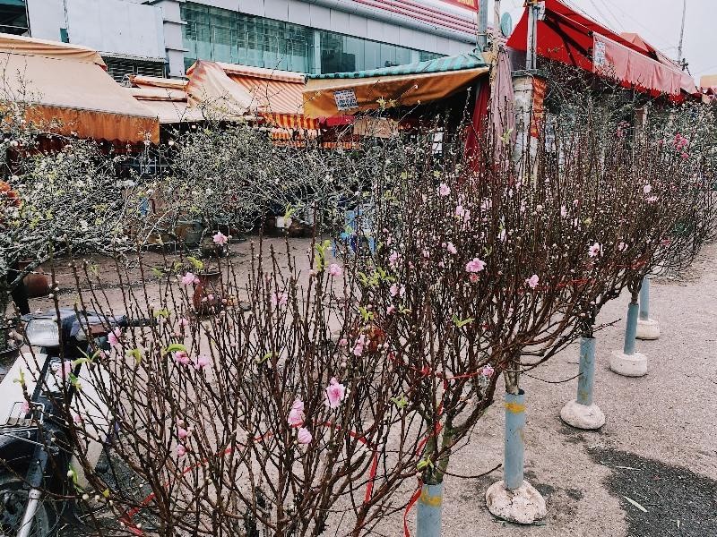 Những cành đào Nhật Tân được bày bán, phục vụ nhu cầu chơi hoa của người dân thủ đô Những cành đào Nhật Tân được bày bán, phục vụ nhu cầu chơi hoa của người dân thủ đô