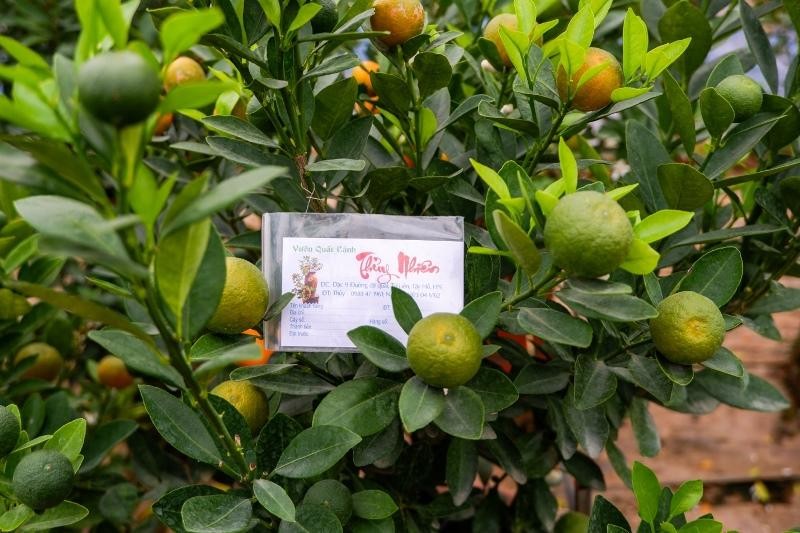 Những cây quất đã có khách đặt trước được ông Thuỷ đánh dấu bằng chiếc mác cẩn Những cây quất đã có khách đặt trước được ông Thuỷ đánh dấu bằng chiếc mác cẩn