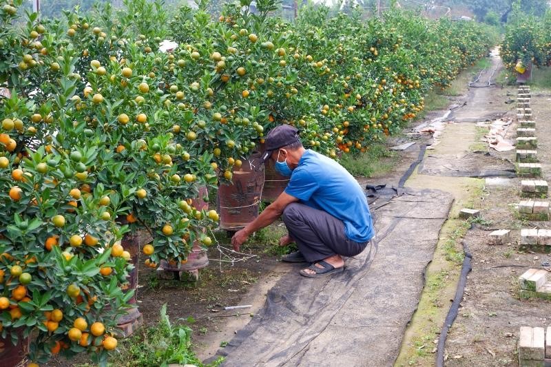 Ông H đang chăm sóc vườn quất của mình Ông H đang chăm sóc vườn quất của mình