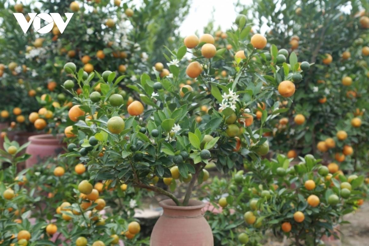 Cây quất cảnh nhỏ có giá từ 500.000 đồng đến 1,5 triệu đồng.