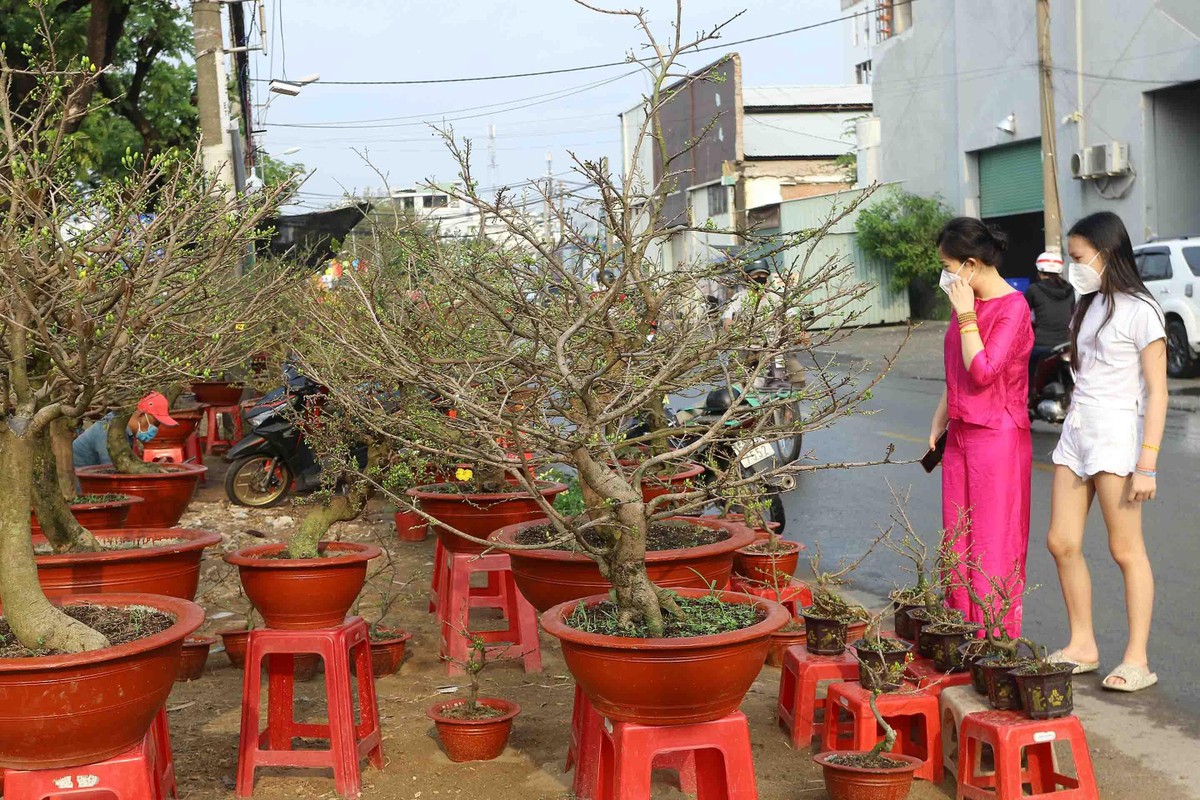 Năm nay, do ảnh hưởng bởi dịch Covid-19, các tiểu thương từ miền Tây mang hoa lên cũng ít hơn. Năm nay, do ảnh hưởng bởi dịch Covid-19, các tiểu thương từ miền Tây mang hoa lên cũng ít hơn.