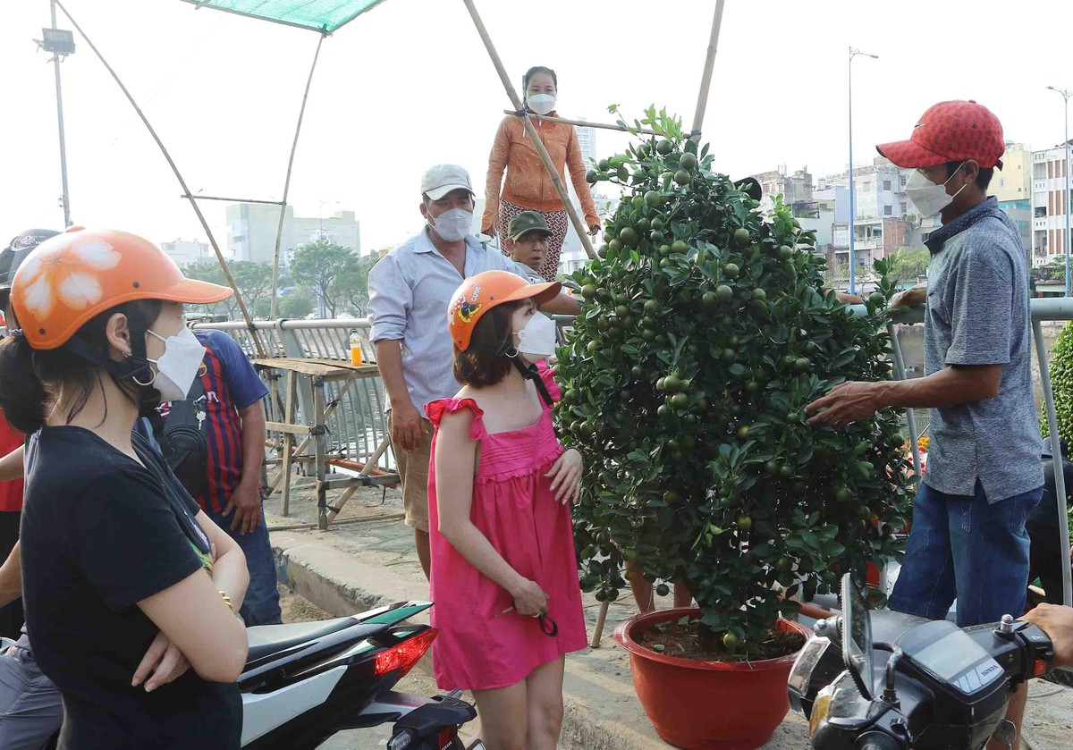 Người dân vừa đến xem hoa và chọn cho gia đình một cây về ăn tết. Người dân vừa đến xem hoa và chọn cho gia đình một cây về ăn tết.