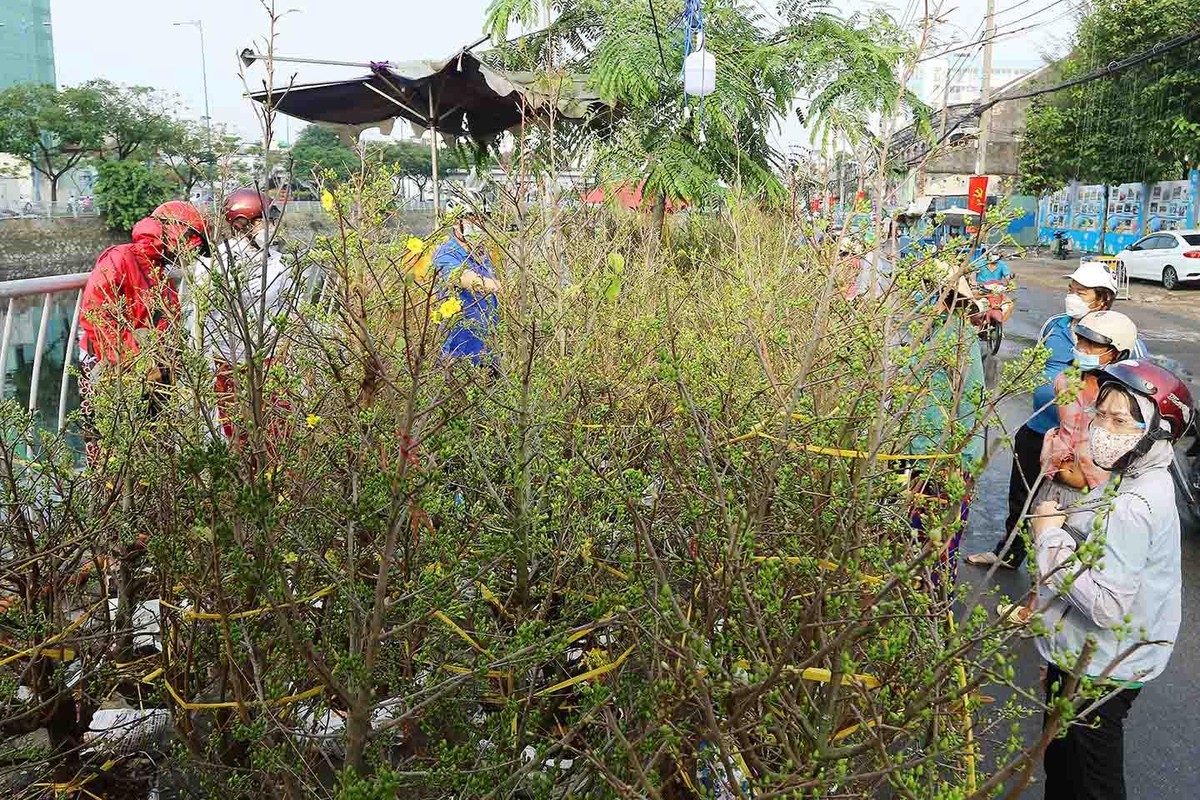 Nhộn nhịp khách đến chọn cây mai về trưng những ngày tết. Nhộn nhịp khách đến chọn cây mai về trưng những ngày tết.