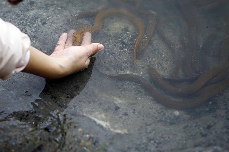 Ngoài cá chép thì ốc, lươn và trạch cũng được nhiều gia đình phóng sinh trong dịp này. Ngoài cá chép thì ốc, lươn và trạch cũng được nhiều gia đình phóng sinh trong dịp này.