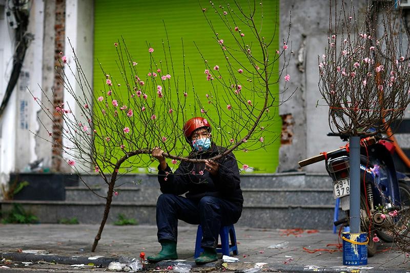 Những cành đào cuối cùng đang được hạ giá đợi khách mua. Những cành đào cuối cùng đang được hạ giá đợi khách mua.