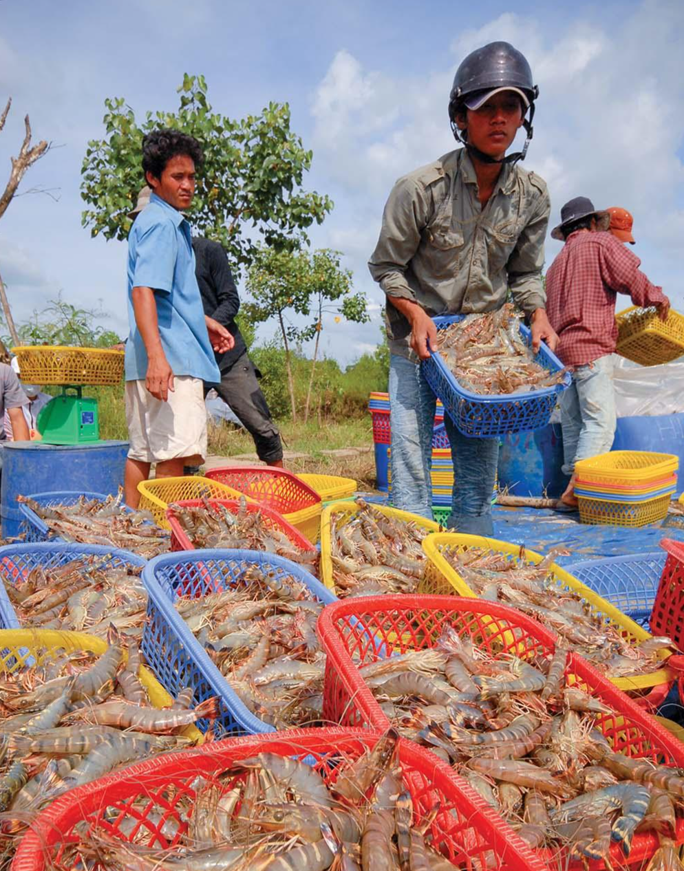 Nuôi tôm xuất khẩu mang đến thu nhập cao cho người dân tỉnh Cà Mau Nuôi tôm xuất khẩu mang đến thu nhập cao cho người dân tỉnh Cà Mau
