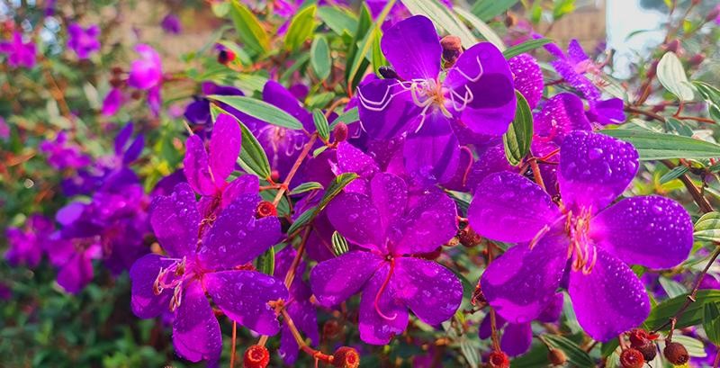 Những giọt sương đêm còn ngái ngủ, đậu trên những đoá hoa sim tím biếc. (Ảnh: Hồ Hạ) Những giọt sương đêm còn ngái ngủ, đậu trên những đoá hoa sim tím biếc. (Ảnh: Hồ Hạ)