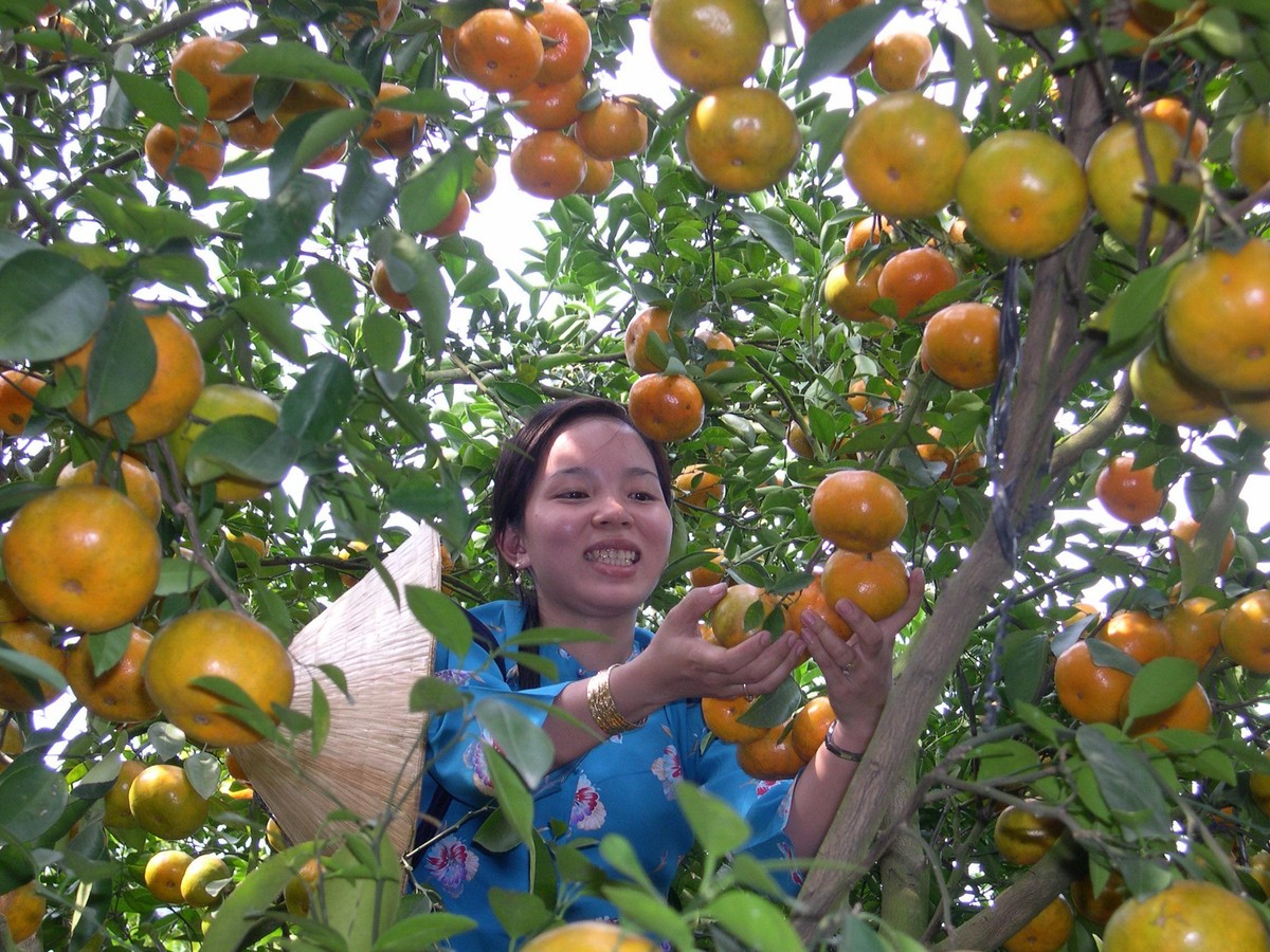 Những phiên chợ nông sản được tổ chức trong những năm gần đây là cơ hội lớn để doanh nghiệp, nông dân miền Tây tìm kiếm đầu ra cho hàng nông sản. Ảnh: Lê Toàn