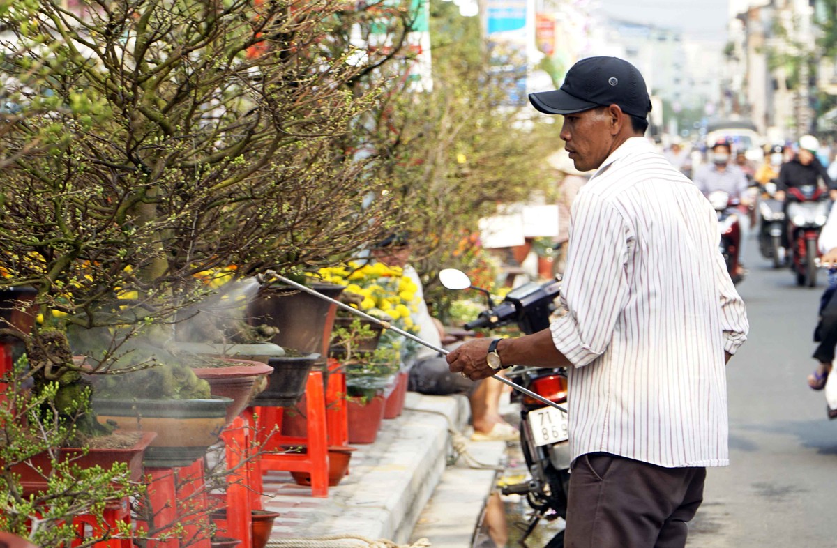 Những gốc mai thế đem lại lợi nhuận cao được chăm sóc cẩn thận đảm bảo bung nở vào những ngày Tết.