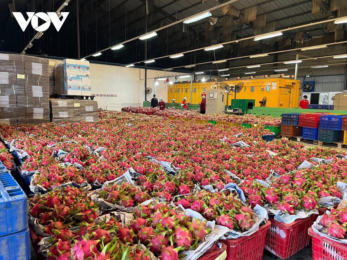 Thanh long dư thừa do không thể xuất khẩu liên quan đến &quot;lùm xùm&quot; từ việc bảo hộ giống LD1