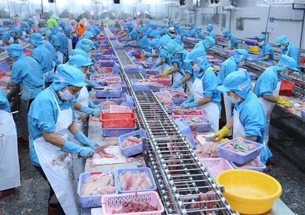 Cá tra Việt Nam là một trong những mặt hàng xuất khẩu vào thị trường Brazil. (Ảnh: Vũ Sinh/TTXVN) Cá tra Việt Nam là một trong những mặt hàng xuất khẩu vào thị trường Brazil. (Ảnh: Vũ Sinh/TTXVN)