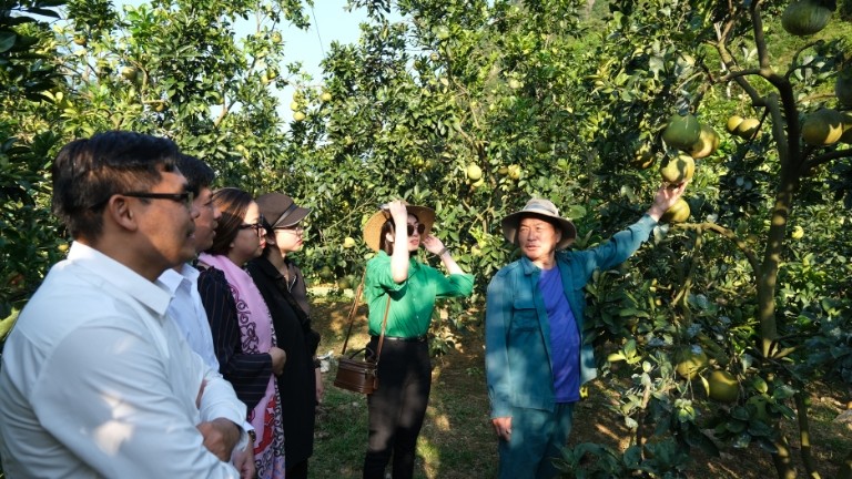 Đoàn khảo sát tham quan và tìm hiểu tại vườn bưởi của hộ gia đình tại xã Chi Lăng. (Ảnh: Hồ Hạ) Đoàn khảo sát tham quan và tìm hiểu tại vườn bưởi của hộ gia đình tại xã Chi Lăng. (Ảnh: Hồ Hạ)