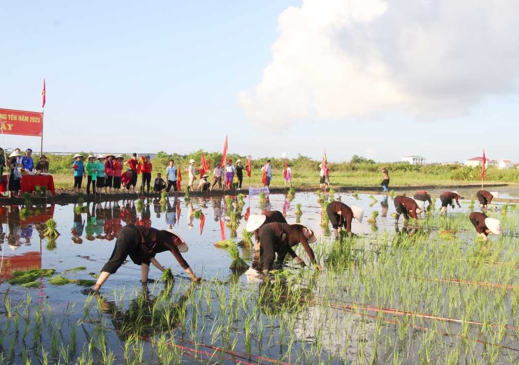 Hội thi cấy tại lễ hội Xuống đồng năm 2023. Nguồn: Quảng Ninh Portal. Hội thi cấy tại lễ hội Xuống đồng năm 2023. Nguồn: Quảng Ninh Portal.