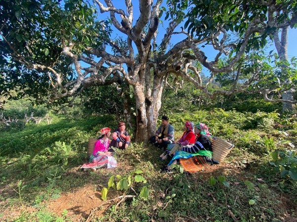 Trà Shan tuyết được thu hoạch trên những cây cổ thụ hàng trăm năm tuổi nên rất quý.