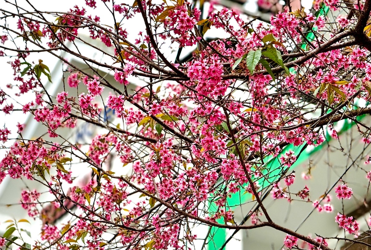 Đà Lạt luôn là điểm đến vô cùng quyến rũ với những đôi chân ham đi. Nếu như mùa đông, hoa dã quỳ phủ vàng Đà Lạt, đến mùa xuân, hoa anh đào lại khoác lên thành phố này một vẻ mộng mơ, trữ tình. Còn mùa hè có hoa phượng tím lãng mạn.