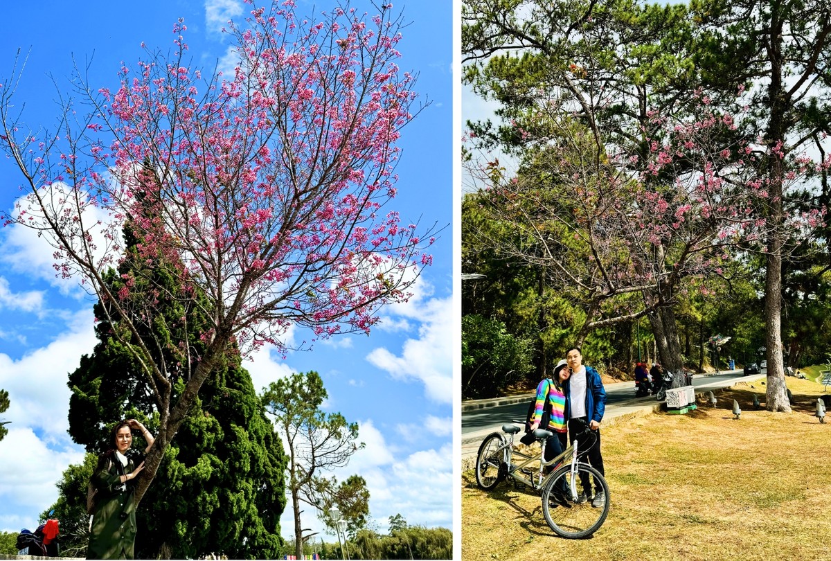 Trên nhiều con đường ở trung tâm thành phố đều có trồng hoa anh đào. Những con đường như Triệu Việt Vương, Trần Hưng Đạo, Trương Công Định, THCS Phan Chu Trinh… cứ vào mùa mai anh đào lại được nhiều bạn trẻ tìm đến chụp ảnh.