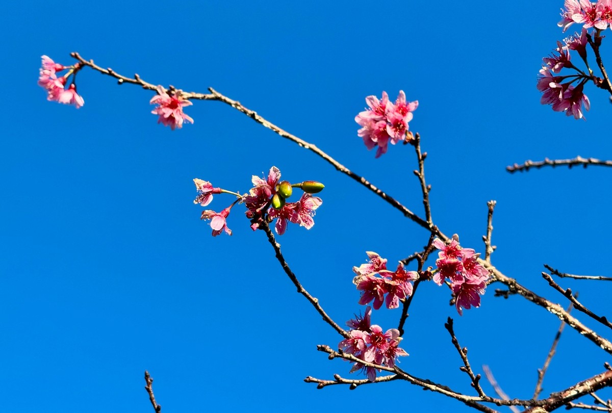 Những tán cây sắc hồng với những bông hoa năm cánh nhỏ bé chắc chắn sẽ khiến bạn ngẩn ngơ vì vẻ đẹp quá đỗi tinh tế.