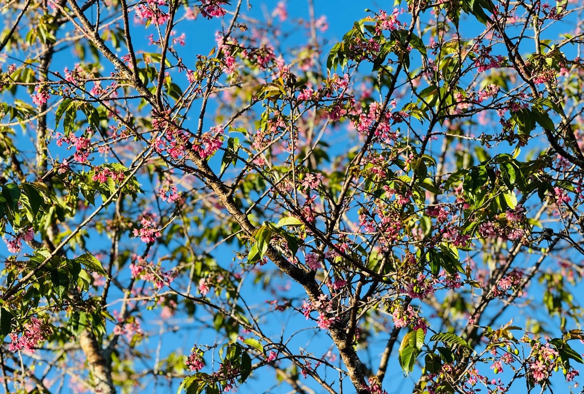 Những năm gần đây, hoa mai anh đào được đặc biệt chú trọng phát triển rộng ở Đà Lạt để thu hút du lịch.Tính đến nay ở trong khu vực nội thành Đà Lạt có hơn 2.000 cây mai anh đào, tập trung nhiều nhất là xung quanh hồ Xuân Hương và những tuyến đường khác.