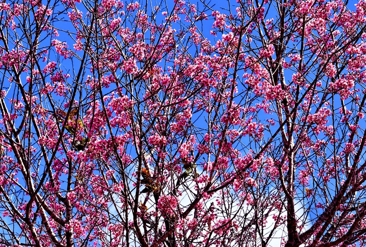 Theo người dân và các hướng dẫn viên du lịch lâu năm ở Đà Lạt, năm nay hoa mai anh đào nở trái quy luật, không rộ cùng một thời điểm như những năm trước mà nở rải rác từ đầu tháng 12/2023 đến tận tháng 3 năm nay vẫn còn nhiều cây hoa bắt đầu nở rực rỡ.