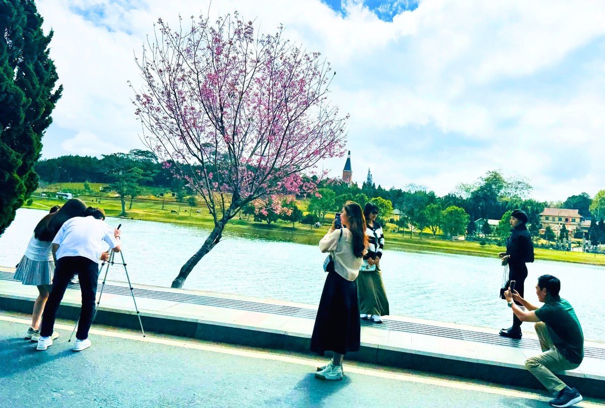 Ngay ven hồ Xuân Hương hiện đang có nhiều cây mai anh đào đang độ đẹp nhất, thu hút đông đảo người dân và du khách đến săn ảnh, check-in.