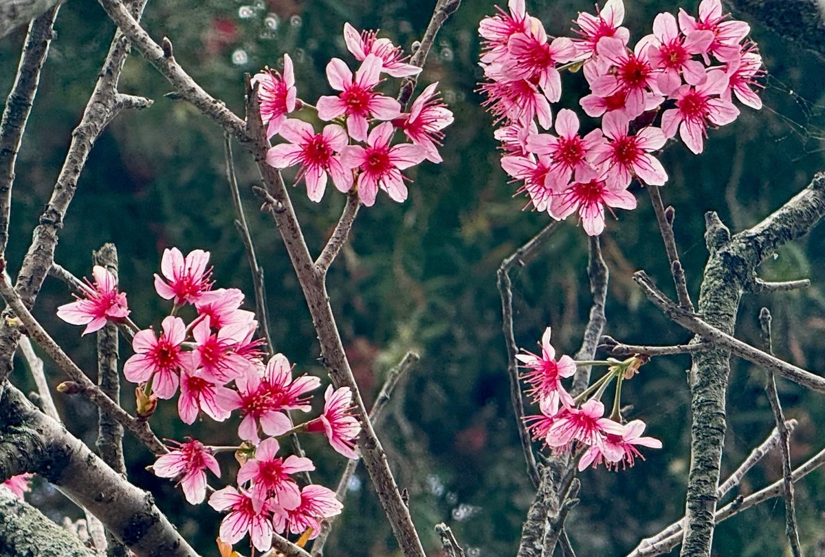 Hoa mai anh đào Đà Lạt còn được gọi là anh đào Đà Lạt bởi bông hoa có năm cánh giống như hoa mai nhưng phần thân lại thuộc giống đào mận. Loài hoa này chỉ sống được ở những nơi có độ cao từ 1.000 m so với mực nước biển. Loài hoa này khác biệt so với hoa anh đào Nhật Bản, hoa đào của miền Bắc và đã trở thành đặc trưng của Đà Lạt mỗi độ xuân về.