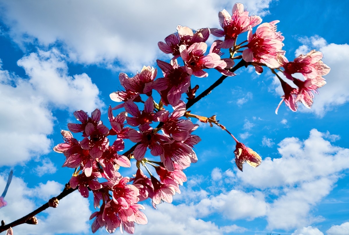 Để ngắm được hoa anh đào đẹp nhất phải là từ tháng 1 tới giữa tháng 2. Hoa nở kéo dài khoảng 1 tháng và mỗi thời điểm lại trổ bông rực rỡ ở những khu vực khác nhau. Thế nên, cứ vào khoảng thời gian này, khách du lịch lại nườm nượp đổ về Đà Lạt để chiêm ngưỡng sắc mai anh đào.