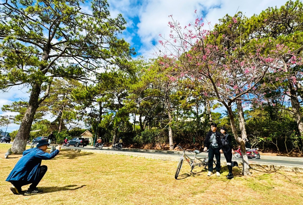 Xen lẫn những hàng cây thông cao vút, xanh rì, hoa mai anh đào hồng thắm như một điểm nhấn giúp khung cảnh thiên nhiên thêm phần lãng mạn, trữ tình.