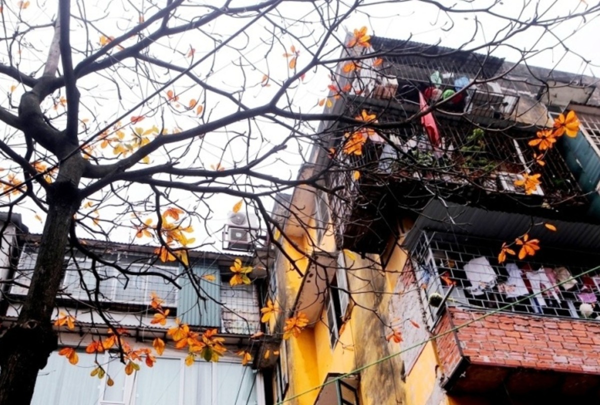 Phố phường Hà Nội đẹp dịu dàng, lãng mạn với mùa cây thay lá.