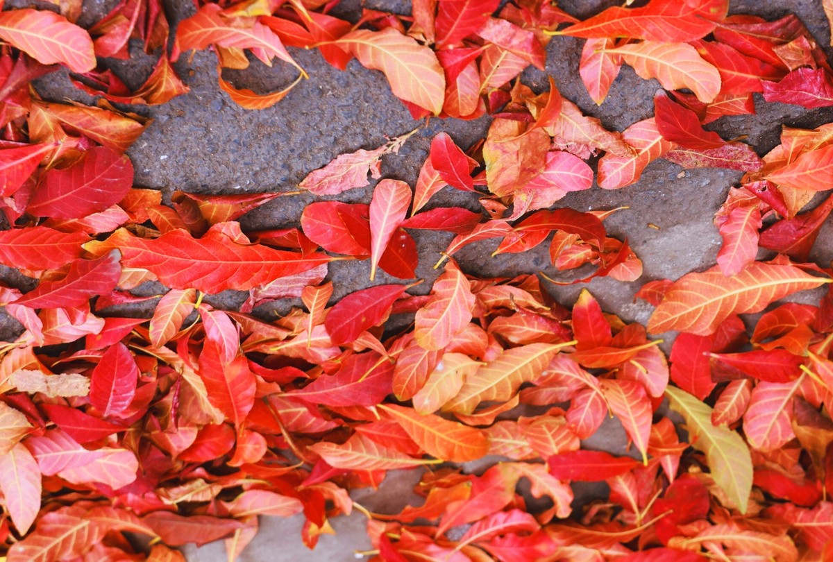 Mùa cây thay lá của Hà Nội thường kéo dài trong khoảng 2 - 3 tuần trước khi cây lên lá mới.