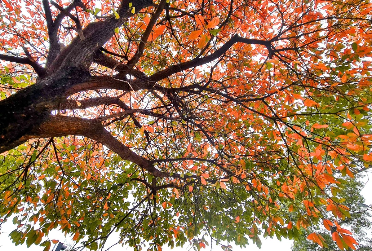 Mỗi dịp tháng 3 hàng năm, những cây lộc vừng, bằng lăng, bàng ở Hà Nội đồng loạt thay lá.