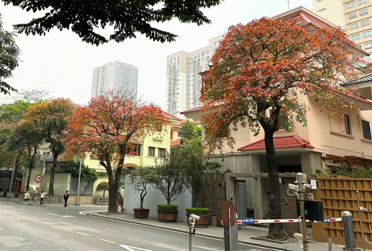 Những tán cây xen lẫn sắc vàng, đỏ, xanh khiến cho cảnh vật Thủ đô trở nên quyến rũ hơn bao giờ hết.