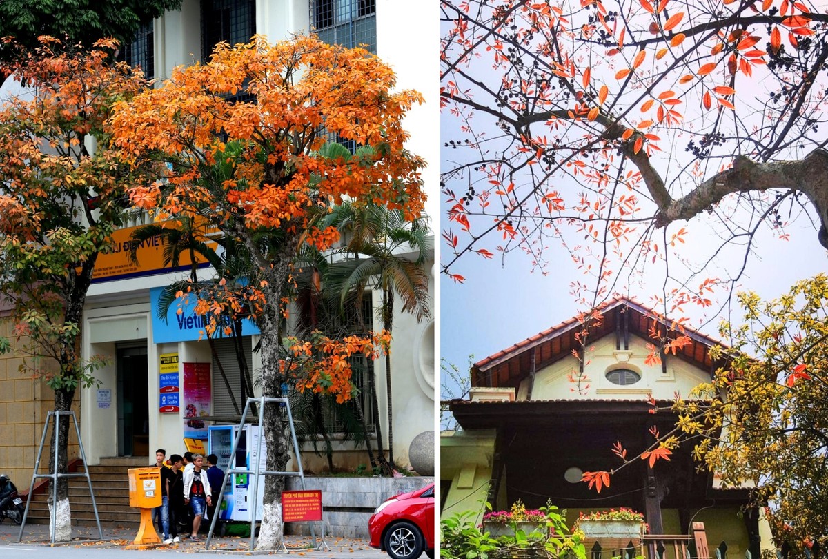 Nhiều tuyến phố Hà Nội đang rợp sắc đỏ của những cây lộc vừng, hàng cây bàng vào mùa thay lá, tô điểm thêm cho sắc màu phố phường.