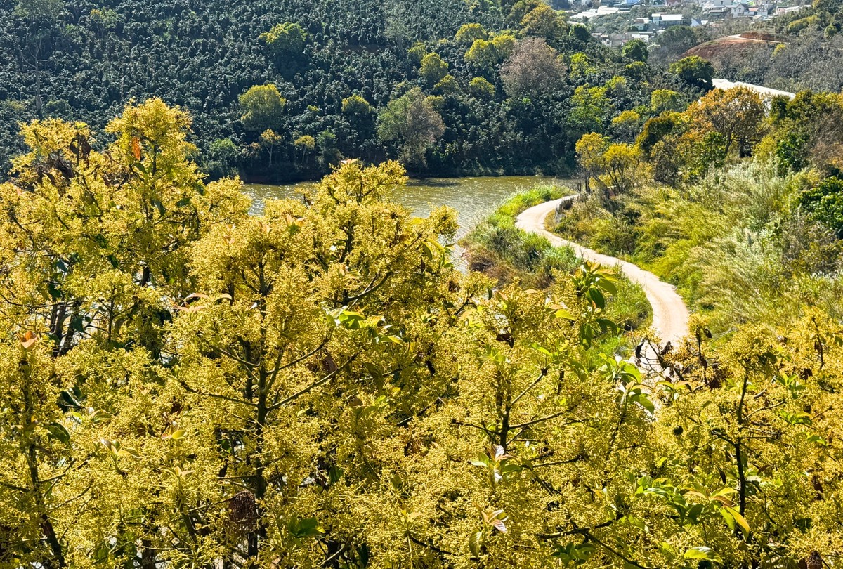 Hoa bơ vàng thường nở rộ vào tháng 2 đến tháng 3 hàng năm, kéo dài trong khoảng một tháng.