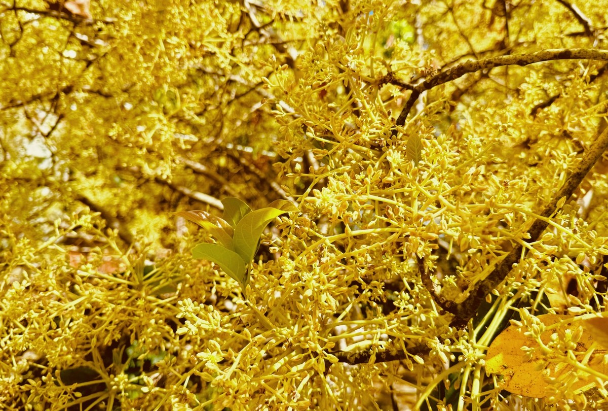 Những bông hoa mỏng manh đung đưa trong gió, sắc vàng nổi bật nhưng không hề chói chang như thu gọn cả mùa xuân của Đà Lạt vào một góc nhỏ tinh khôi.