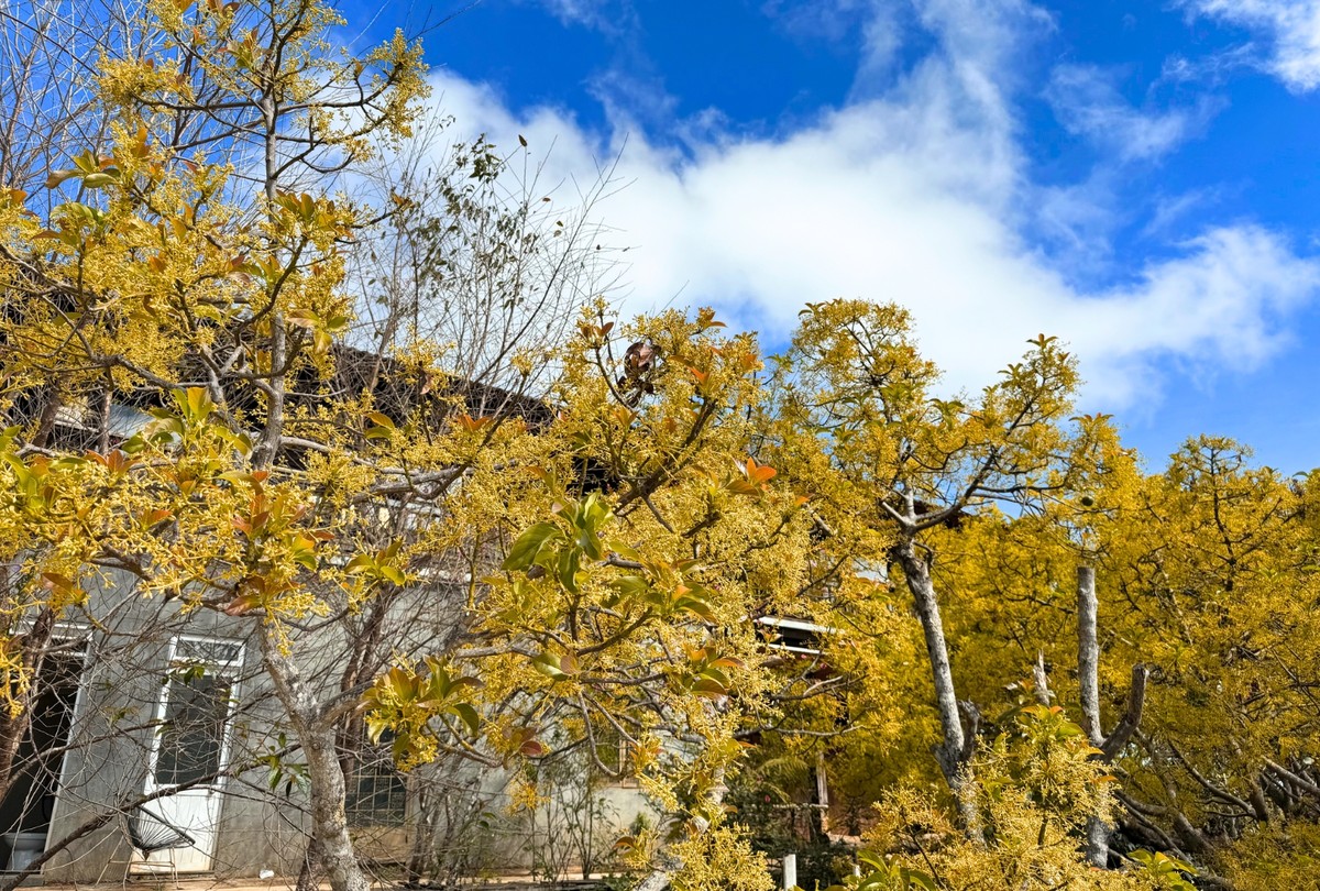 Địa điểm lý tưởng nhất để check-in với hoa bơ vàng là Mộc Trà Farm (xã Xuân Trường, TP. Đà Lạt). Đây là quán cà phê kết hợp homestay cách khu vực đồi chè Cầu Đất khoảng 4 km, cách trung tâm Đà Lạt hơn 20 km.