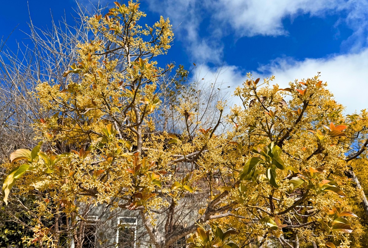 Du khách đến Mộc Trà Farm sẽ được đắm mình trong khung cảnh lãng mạn, dọc bên hồ là cây cầu lát gỗ tạo cảm giác lãng mạn.