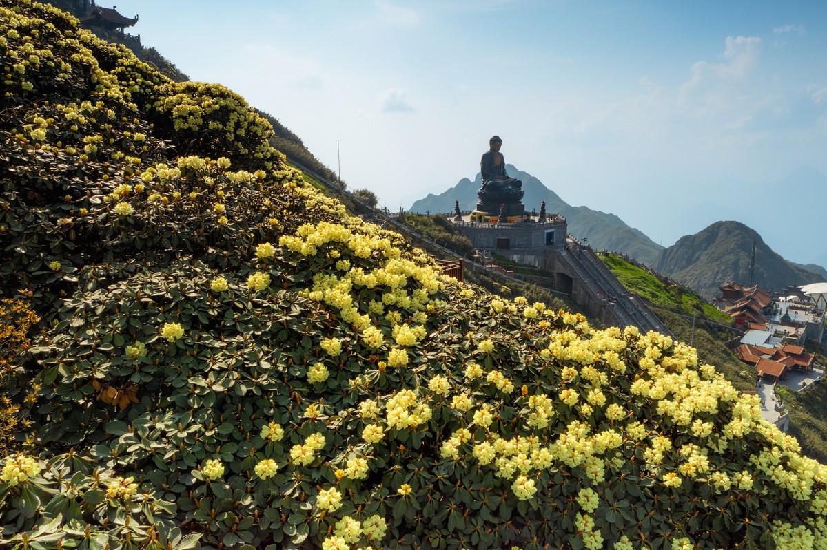 Hoa đỗ quyên đang thắp lên núi rừng Hoàng Liên những mảng màu đậm chất thơ Hoa đỗ quyên đang thắp lên núi rừng Hoàng Liên những mảng màu đậm chất thơ