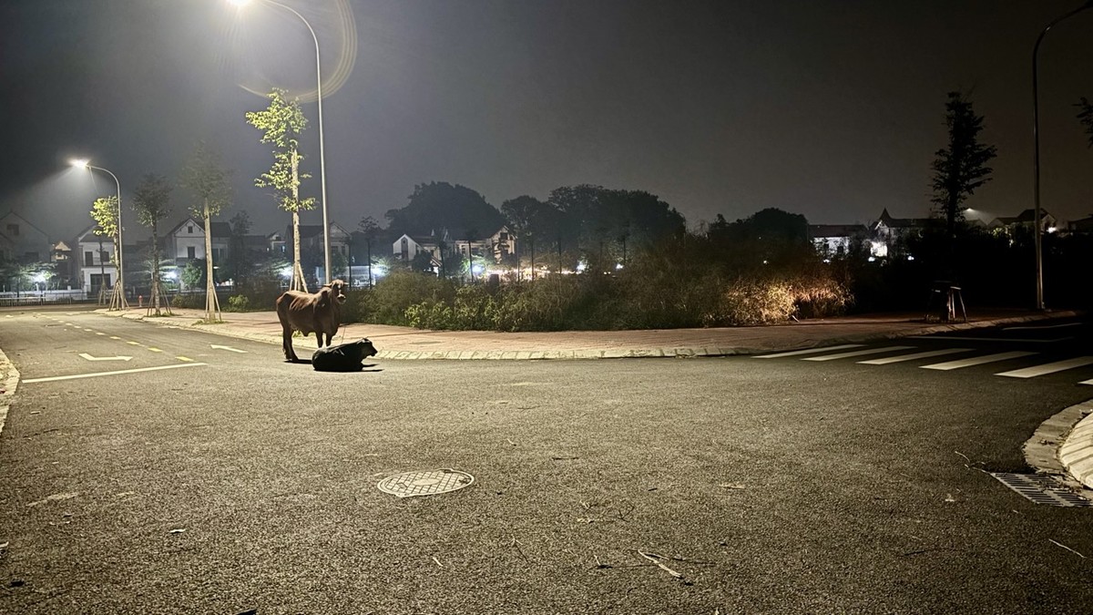 Hình ảnh lô góc LK05-16. Do thửa đất này nằm ở vị trí trong cùng của khu đất nên mức giá trúng 79,3 triệu đồng/m2. Ảnh: Thanh Vũ Hình ảnh lô góc LK05-16. Do thửa đất này nằm ở vị trí trong cùng của khu đất nên mức giá trúng 79,3 triệu đồng/m2. Ảnh: Thanh Vũ