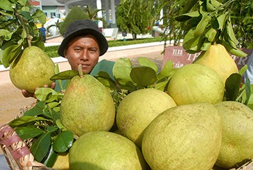 Vùng bưởi Năm roi ở Phú Hữu – Hậu Giang nhà vườn đang cho thu hoạch bán cho thương lái. Vùng bưởi Năm roi ở Phú Hữu – Hậu Giang nhà vườn đang cho thu hoạch bán cho thương lái.