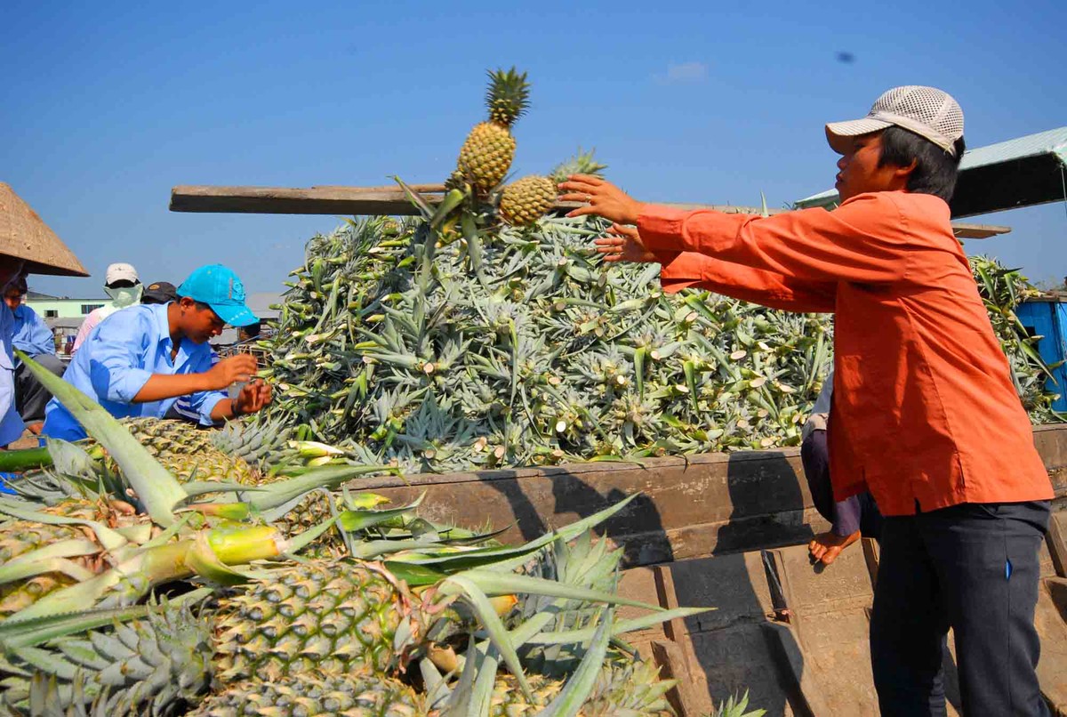Nông dân thu hoạch khóm Cầu Đúc ở Hậu Giang. Nông dân thu hoạch khóm Cầu Đúc ở Hậu Giang.