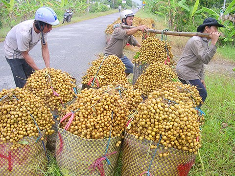 Nhãn xuồng cơm vàng ở Vĩnh Long nhà vườn đang cho thu hoạch bán Tết. Nhãn xuồng cơm vàng ở Vĩnh Long nhà vườn đang cho thu hoạch bán Tết.