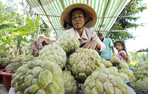 Trái Mãng Cầu ( Na), to đẹp luôn được các thương lái mua giá cao. Trái Mãng Cầu ( Na), to đẹp luôn được các thương lái mua giá cao.