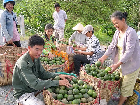 Cam xoàn và cam sành hai loại mặt hàng đang hút hàng vào dịp Tết, nhà vườn ở Hậu Giang. Cam xoàn và cam sành hai loại mặt hàng đang hút hàng vào dịp Tết, nhà vườn ở Hậu Giang.