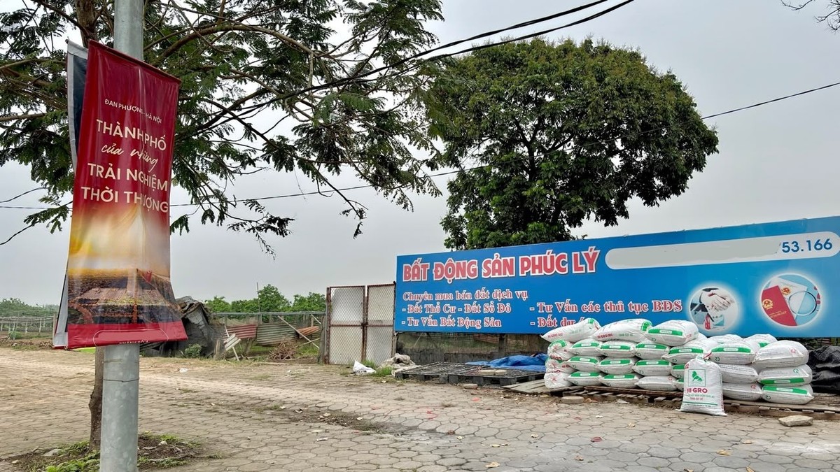 Trong vai người đi mua đất thổ cư, phóng viên Báo điện tử Đầu tư đã được một môi giới viên tên T.A đưa đi xem nhiều mảnh đất tại xã Tân Hội, huyện Đan Phượng. Khu vực này đang được giới đầu tư đặc biệt quan tâm nhờ sự xuất hiện của một công trình có tổng mức đầu tư hơn 18.000 tỷ đồng.