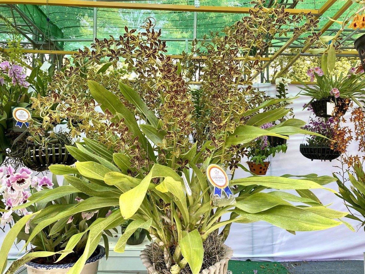 Ngoài ra, hội thi diễn ra từ ngày 13-15/5, đã thu hút gần 600 mẫu lan tham gia dự thi, gấp 2 lần so với số mẫu dự thi lần II theo 7 nhóm chính do Ban Tổ chức quy định như: Lan Dendrobium chớp, lan Dendrobium thường, lan Cattleya mini, lan Cattleya đại, lan Hài, lan rừng, lan tổng hợp với 100 nhà vườn đến từ TP.HCM, Lâm Đồng, Đắk Lắk, Đồng Tháp, Bến Tre, Đồng Nai, Bình Dương… Ngoài ra, hội thi diễn ra từ ngày 13-15/5, đã thu hút gần 600 mẫu lan tham gia dự thi, gấp 2 lần so với số mẫu dự thi lần II theo 7 nhóm chính do Ban Tổ chức quy định như: Lan Dendrobium chớp, lan Dendrobium thường, lan Cattleya mini, lan Cattleya đại, lan Hài, lan rừng, lan tổng hợp với 100 nhà vườn đến từ TP.HCM, Lâm Đồng, Đắk Lắk, Đồng Tháp, Bến Tre, Đồng Nai, Bình Dương…