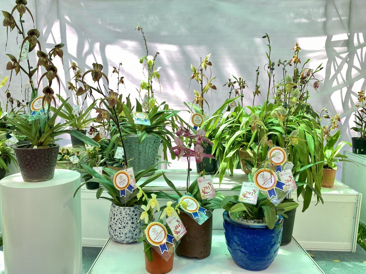 Một số hoa lan được trưng bày tại Festival Hoa lan lần III năm 2025. Một số hoa lan được trưng bày tại Festival Hoa lan lần III năm 2025.