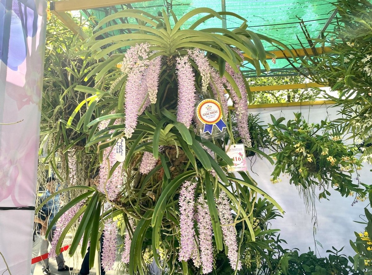 Anh Vũ Huy Hoàng, nhà vườn tại huyện Bảo Lộc, tỉnh Lâm Đồng thông tin, đây là lần đầu tiên anh tham gia Festival Hoa lan TP.HCM. Năm nay anh mang đến một số tác phẩm lan rừng, trong đó có 1 tác phẩm đạt giải nhất là lan đuôi chồn. Đây là dòng lan rừng đặc thù ở các tỉnh phía Bắc, nhưng được nuôi trồng ở Bảo Lộc, tỉnh Lâm Đồng với khí hậu tốt. Do đó, hoa của loại này sẽ to, dài, thơm và có màu sắc sặc sỡ hơn. Một tác phẩm lan đuôi chồn được hoàn thiện từ 5-7 năm nên tác phẩm này nhìn to và hoành tráng hơn. Trên thị trường, tác phẩm này có giá khoảng 10 triệu đồng. Anh Vũ Huy Hoàng, nhà vườn tại huyện Bảo Lộc, tỉnh Lâm Đồng thông tin, đây là lần đầu tiên anh tham gia Festival Hoa lan TP.HCM. Năm nay anh mang đến một số tác phẩm lan rừng, trong đó có 1 tác phẩm đạt giải nhất là lan đuôi chồn. Đây là dòng lan rừng đặc thù ở các tỉnh phía Bắc, nhưng được nuôi trồng ở Bảo Lộc, tỉnh Lâm Đồng với khí hậu tốt. Do đó, hoa của loại này sẽ to, dài, thơm và có màu sắc sặc sỡ hơn. Một tác phẩm lan đuôi chồn được hoàn thiện từ 5-7 năm nên tác phẩm này nhìn to và hoành tráng hơn. Trên thị trường, tác phẩm này có giá khoảng 10 triệu đồng.